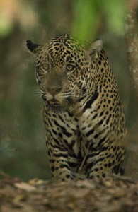 jaguar